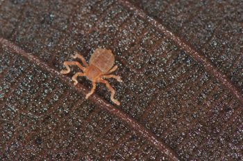 Media type: image;   Invertebrate Zoology 127853